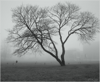 im Herbstnebel / [img]https://i.imgur.com/zAdJjsb.jpg[/img]