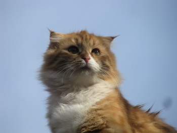 Musya / ***