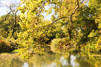 gold autumn / ***