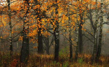 Autumn / ***