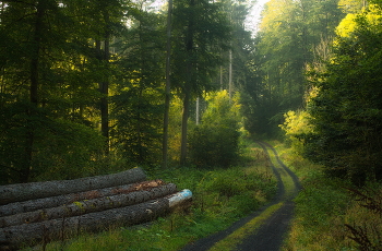 Autumn road / ***