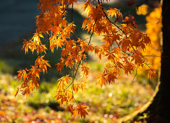 Maple / ***