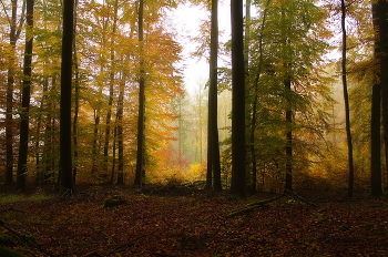 Autumn colors / ***