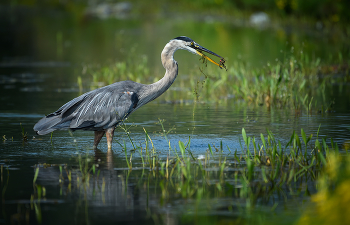 Great blue heron (juvenile) / ***