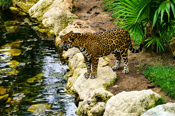 At a watering / ***