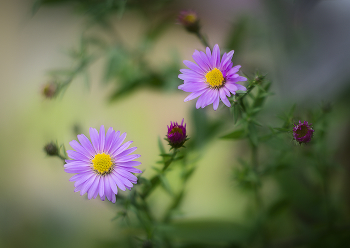 Autumn flowers / ***