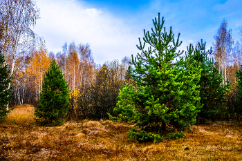 Autumn landscape. / ***