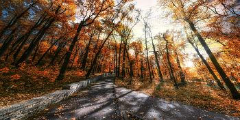 Allee / ***