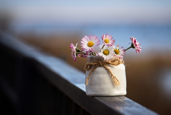 Daisies / ***