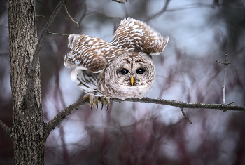 Barred Owl (Strix varia) / ***