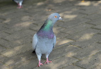 Dove / ***