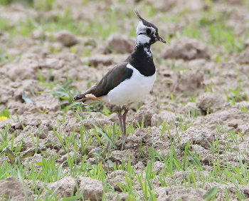 Lapwing / ***