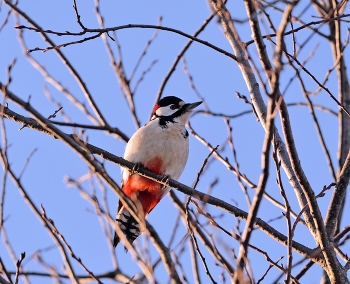 Woodpecker / ***
