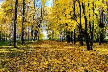 in the park / ***