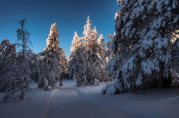 Winter / ***