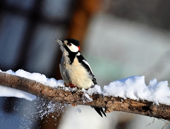 Woodpecker / ***