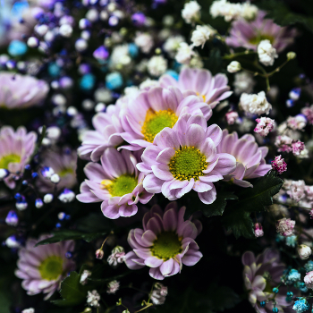 Chrysanthemums / ***