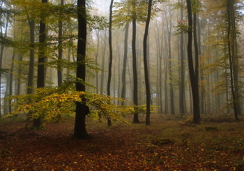Foggy morning / ***