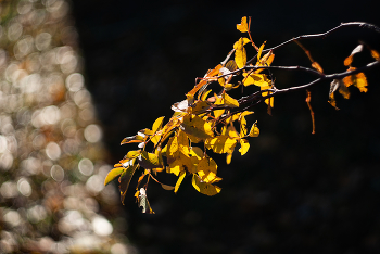 Toward the Light / ***