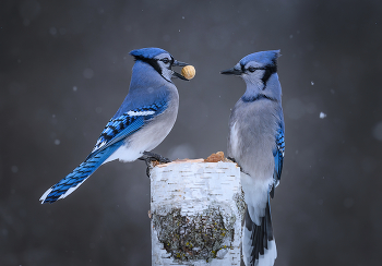 Blue jay / ***