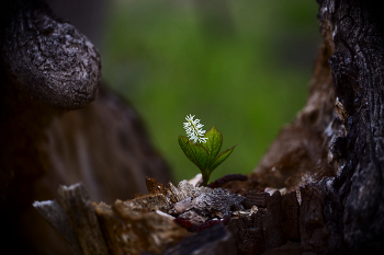 Ganz allein / ***