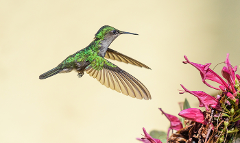 Green-throated Carib / ***