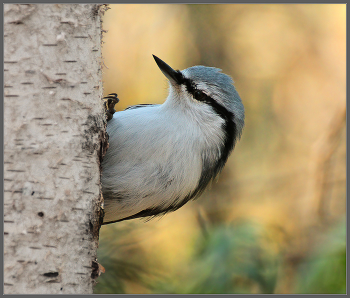 in the autumn forest / ***