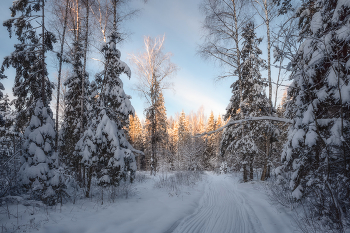 in the winter forest / ***