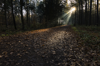 Autumn morning. / ***