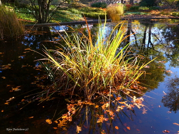 Planten un Blomen Hamburg / ***