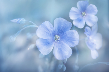 &nbsp; / flowers