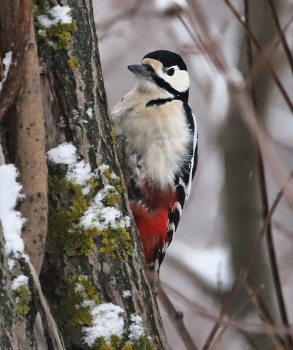 Woodpecker / ***