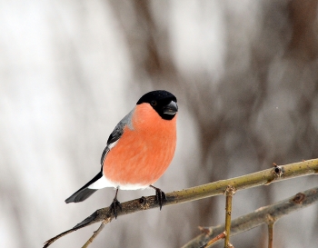 Bullfinch / ***