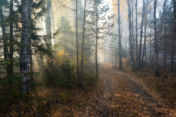 Nebliger Morgen / ***