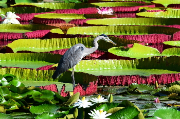 Der Reiher / Der Reiher