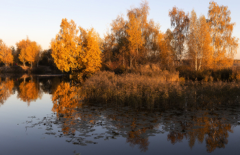 gold autumn / ~~~