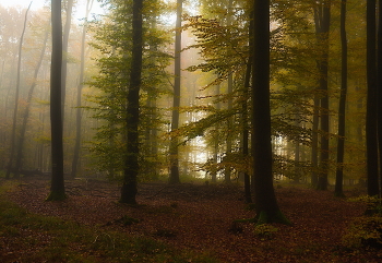 Autumn / ***