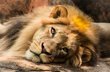 Leo the Lion / Leo the Lion, is the big great cat of Africa. The photo is captured at the Atlanta Zoo, in Atlanta, Georgia,