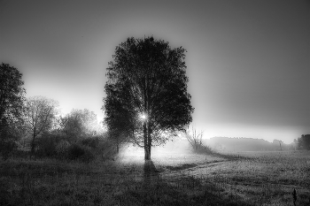 Birch / ***