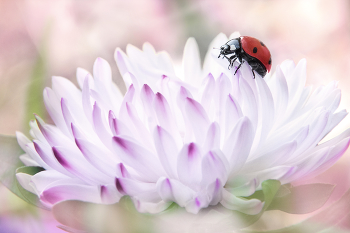  / insect, nature, flower