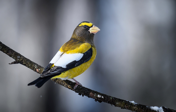 Evening grosbeak (Male) / ***
