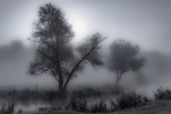 Two Trees / ***