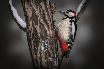Woodpecker / ***