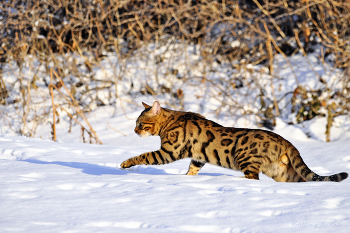 On the hunt / ***