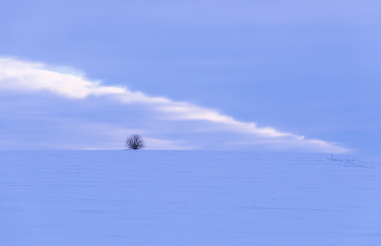 Tree ... / ***