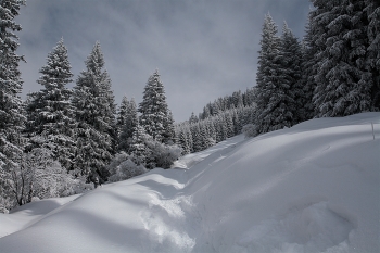 On the fresh snow / ***