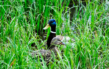 Familie. / ***