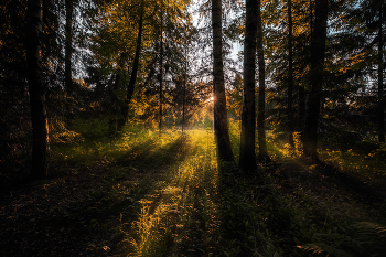 In the forest at dusk / ***