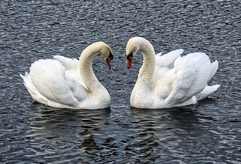 Lovers / ***