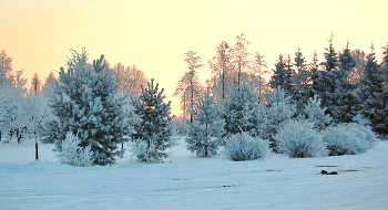 Festive evening / ***